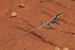 Ctenophorus isolepis