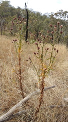 Pterocaulon sphacelatum