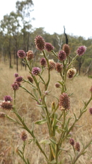 Pterocaulon sphacelatum