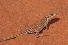 Ctenophorus isolepis