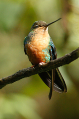 Pterophanes cyanopterus
