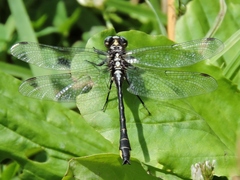 Phanogomphus quadricolor