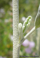 Malacothamnus jonesii