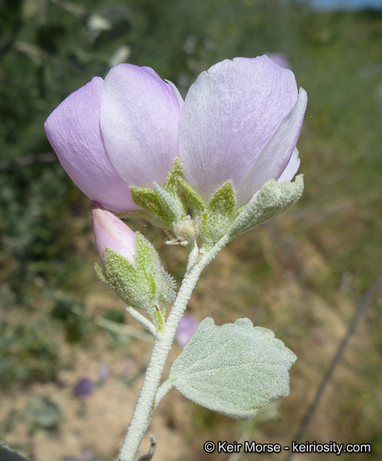 Malacothamnus jonesii