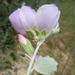 Jones's Bushmallow - Photo (c) Keir Morse, some rights reserved (CC BY-NC-ND), uploaded by Keir Morse