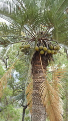 Cycas megacarpa