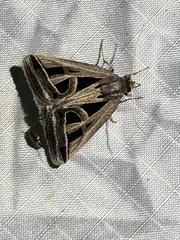 Callistege intercalaris