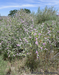 Malacothamnus jonesii