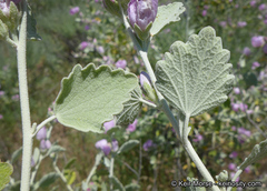 Malacothamnus jonesii