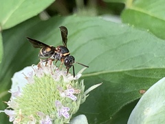 Epeolus bifasciatus