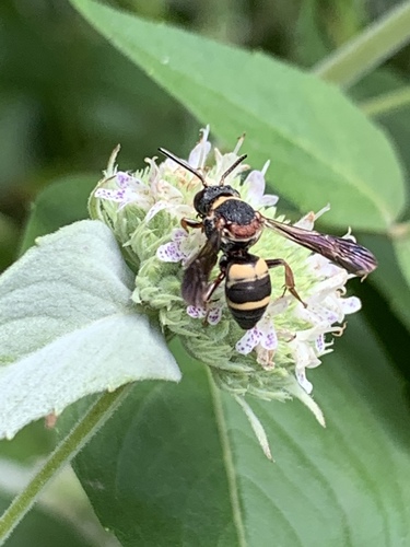 Two-banded Cellophane-cuckoo Bee photo 4