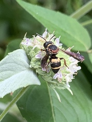 Epeolus bifasciatus