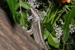 Amphibolurus burnsi