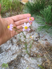 Coreopsis rosea