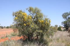 Hakea eyreana