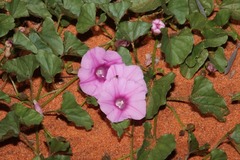 Ipomoea muelleri
