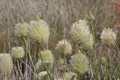 Ptilotus xerophilus