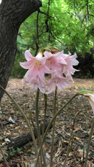 Amaryllis belladonna