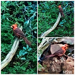 Cardinalis cardinalis superbus