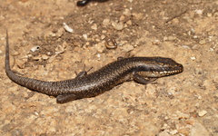 Egernia striolata