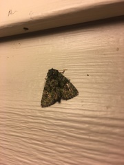 Phosphila miselioides