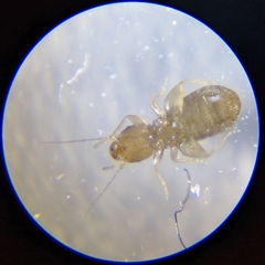 Liposcelididae