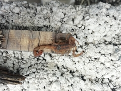 Centruroides limpidus