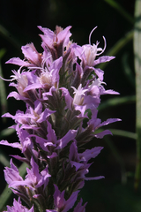 Liatris elegans elegans