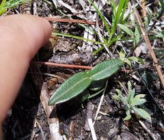 Echites umbellatus