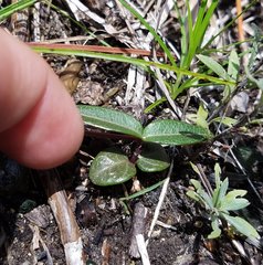 Echites umbellatus