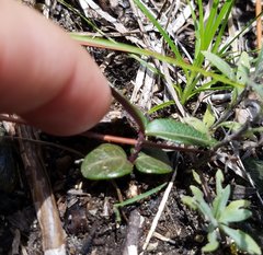 Echites umbellatus