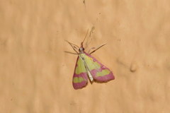 Choristostigma roseopennalis
