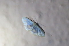 Idaea scintillularia