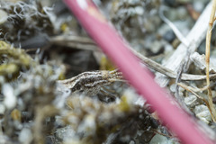 Machilinus aurantiacus