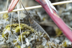 Machilinus aurantiacus