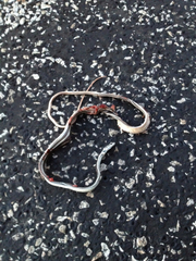 Masticophis taeniatus girardi