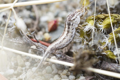 Machilinus aurantiacus