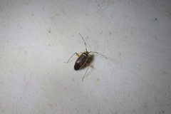 Adelphocoris rapidus