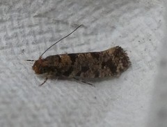 Parochmastis hilderi