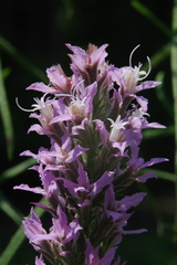 Liatris elegans elegans