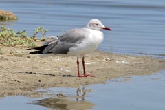 Chroicocephalus cirrocephalus