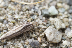 Machilinus aurantiacus