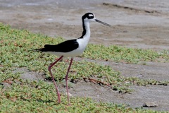 Himantopus mexicanus