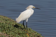 Egretta thula