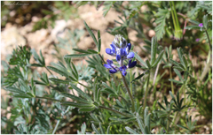 Lupinus bicolor microphyllus
