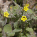Purple-stemmed Monkeyflower - Photo (c) Paul G. Johnson, some rights reserved (CC BY-NC-SA), uploaded by Paul G. Johnson