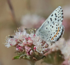 Euphilotes enoptes smithi