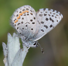 Euphilotes enoptes smithi