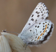 Euphilotes enoptes smithi