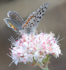 Euphilotes enoptes smithi